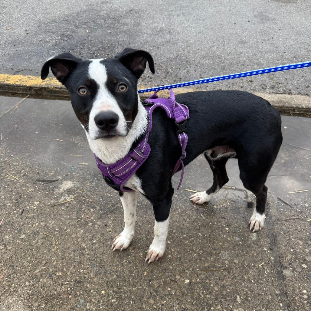 Enlarge Jojo, a Adoptable Mixed Breed in Huntington, WV image 4/6