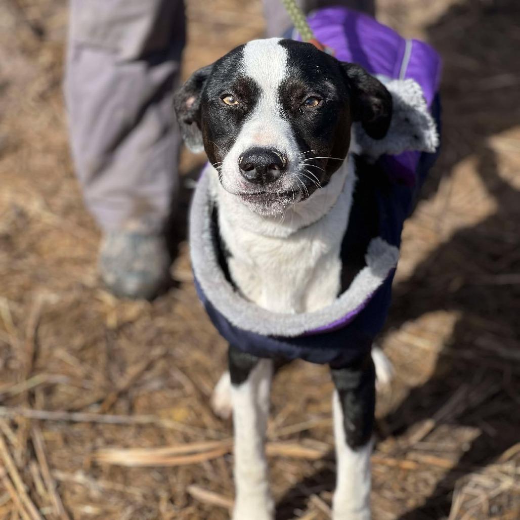 Enlarge Jojo, a Adoptable Mixed Breed in Huntington, WV image 5/6