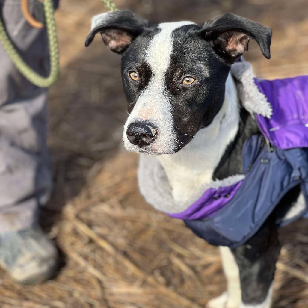 Enlarge Jojo, a Adoptable Mixed Breed in Huntington, WV image 6/6