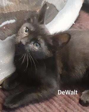 Enlarge DeWalt, a ADOPTABLE Domestic Short Hair in Fair Oaks, CA image 1/1