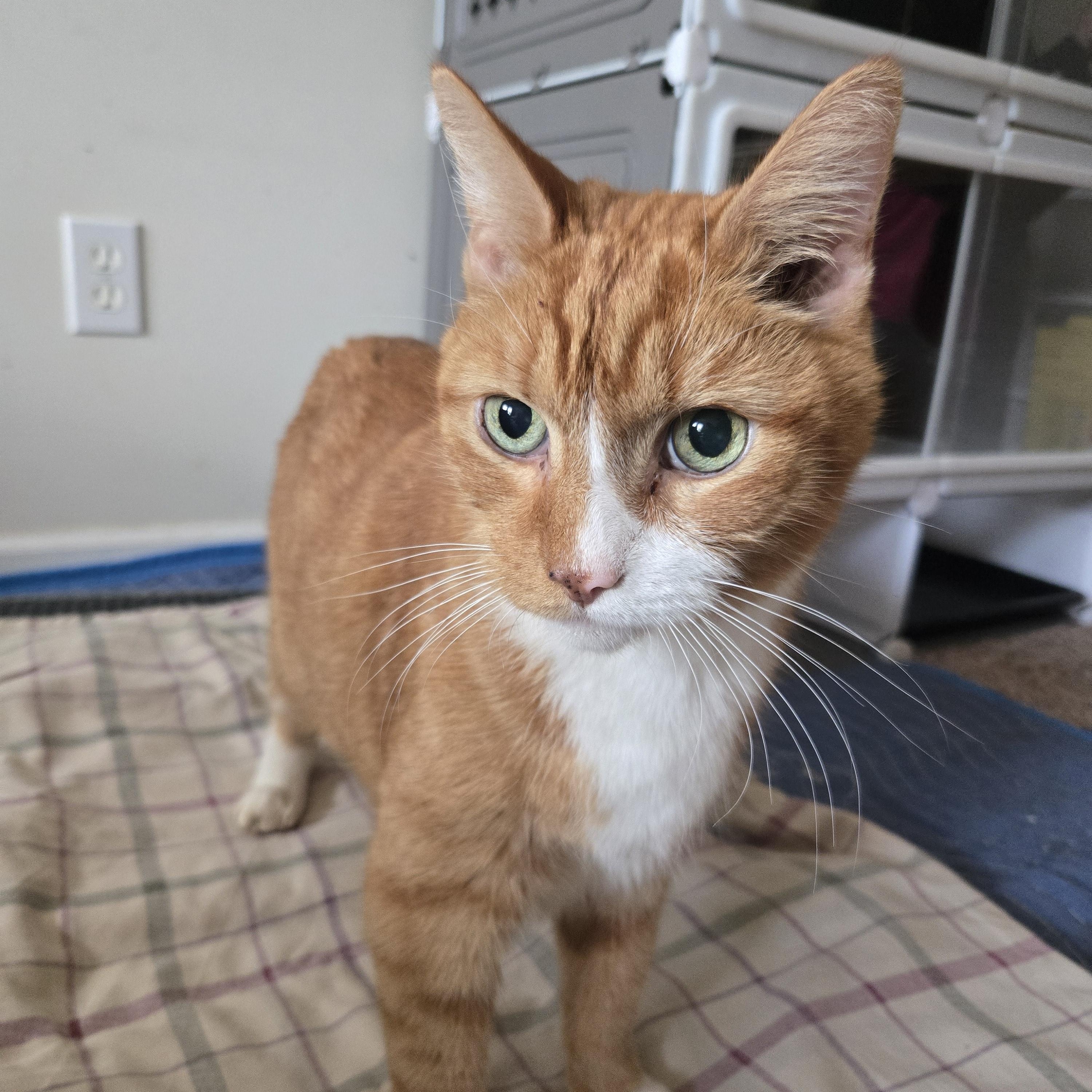 Barry, a ADOPTABLE Tabby in Concord, OH image 4/6
