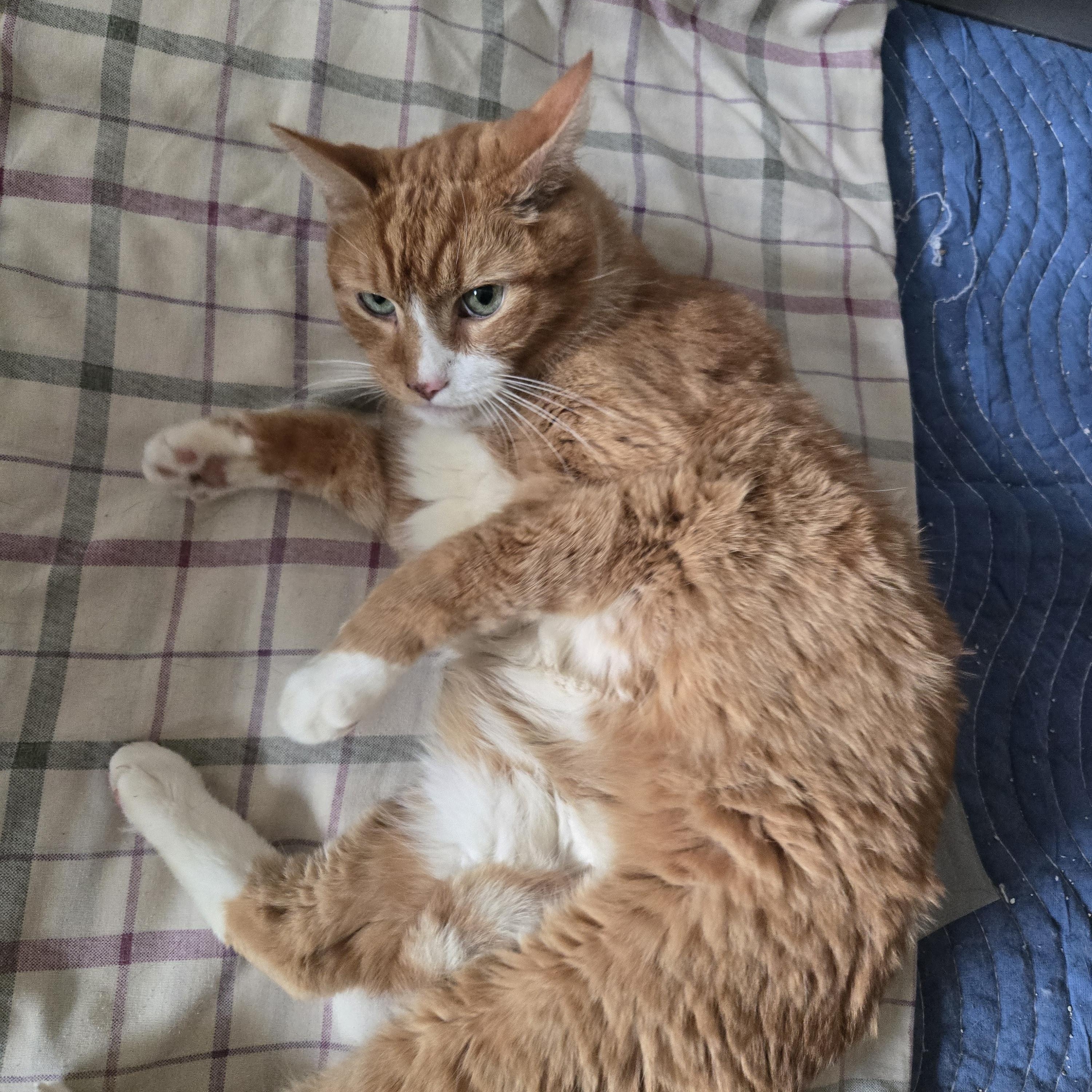 Barry, a ADOPTABLE Tabby in Concord, OH image 3/6