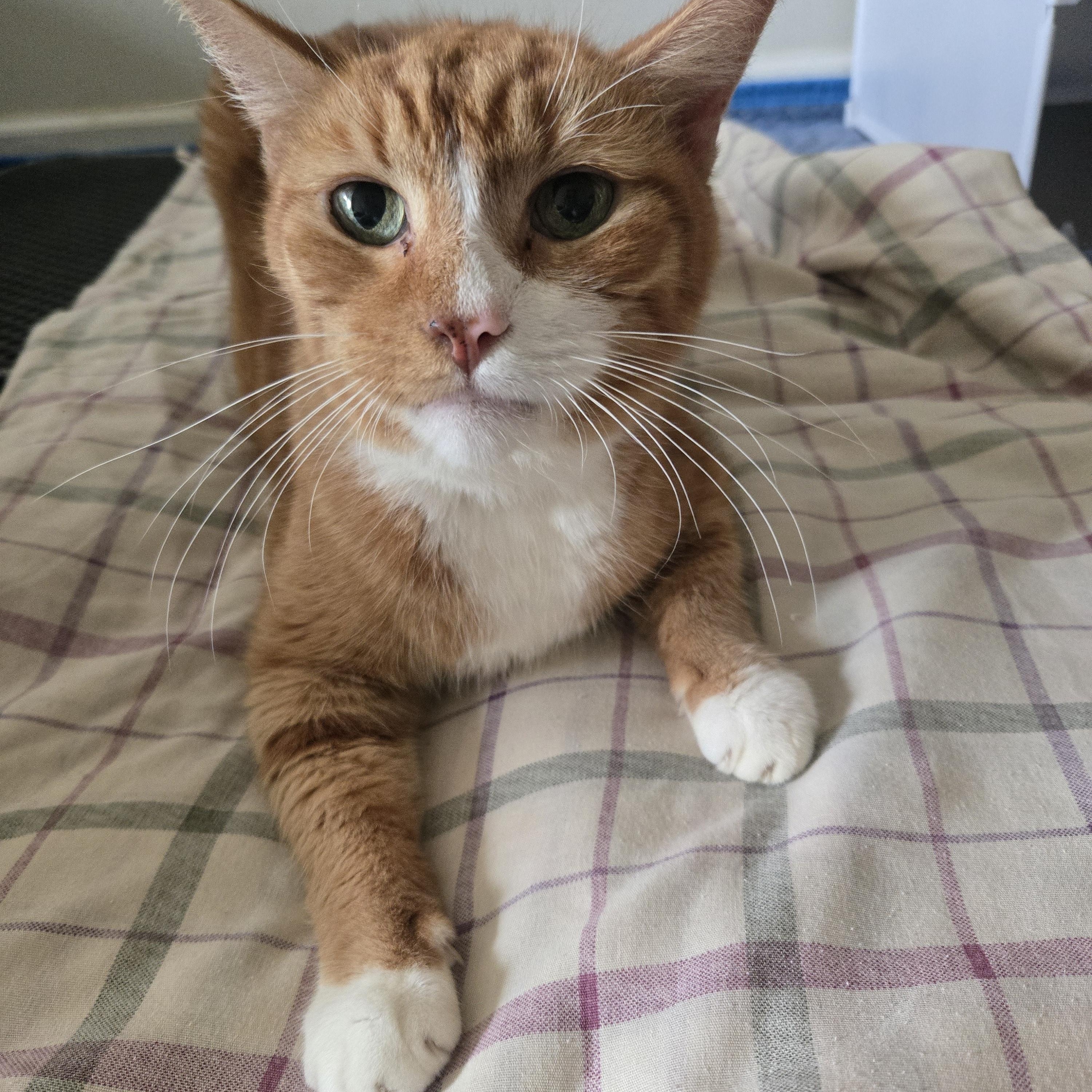 Barry, a ADOPTABLE Tabby in Concord, OH image 2/6