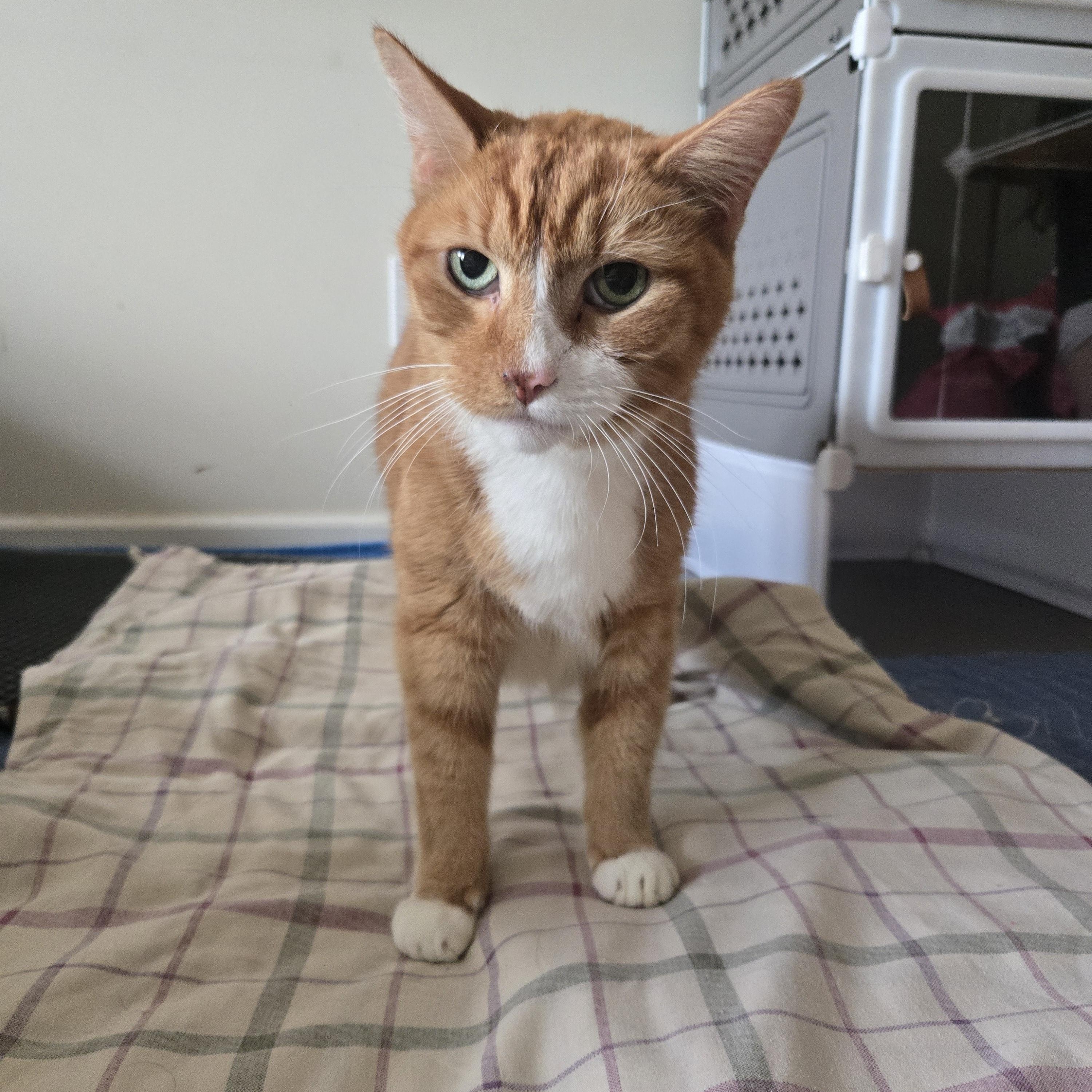 Barry, a ADOPTABLE Tabby in Concord, OH image 5/6