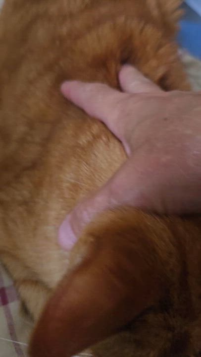 Enlarge Barry, a ADOPTABLE Tabby in Concord, OH video 6/6