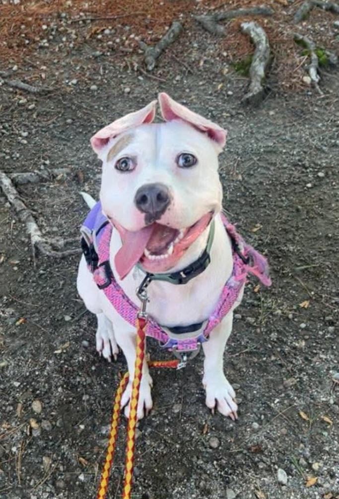#156 Queenie, Adoptable, Adult Female Mixed Breed.
