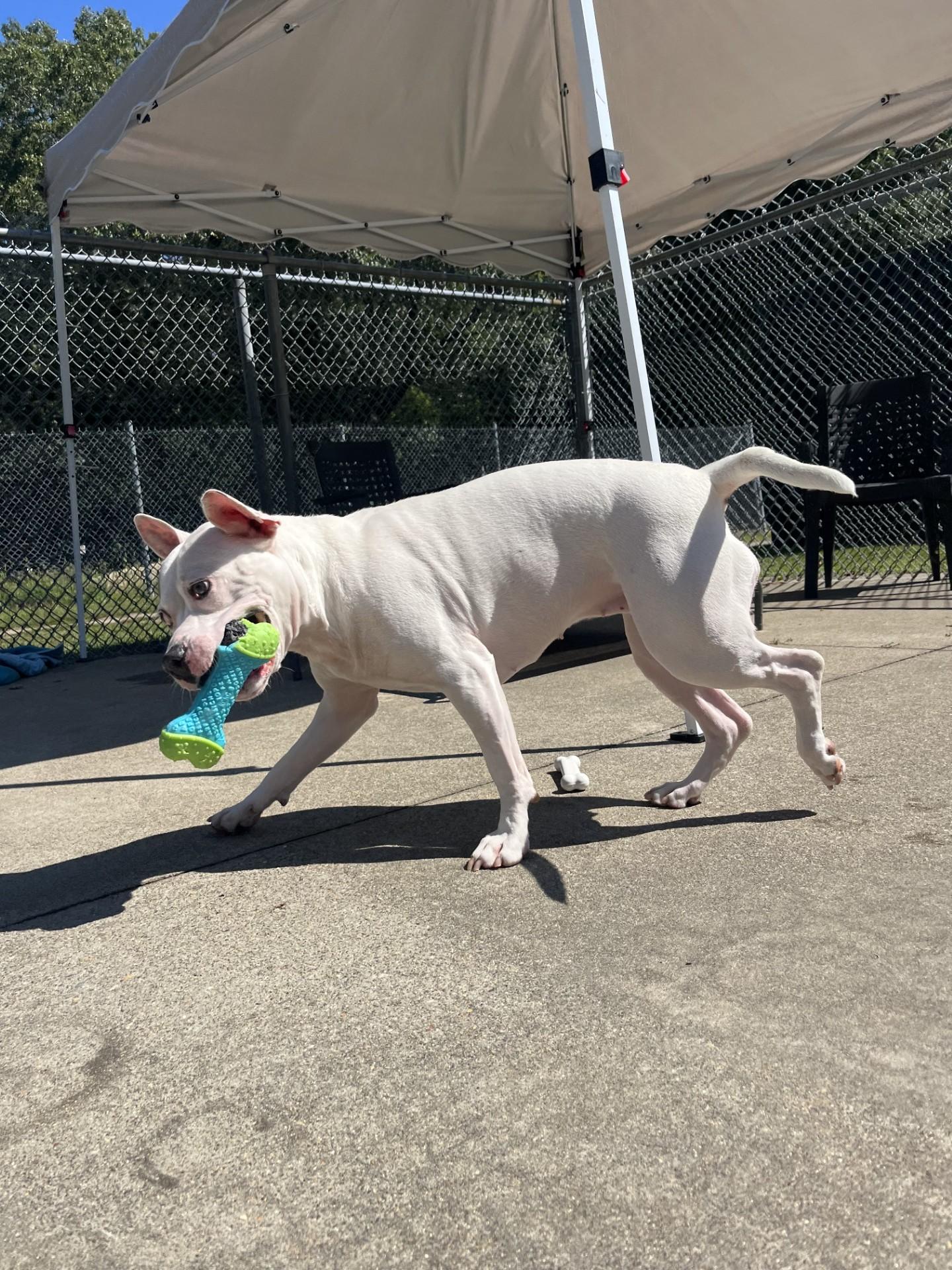 #156 Queenie, a Adoptable mixed breed in Pawtucket, RI image 1/2