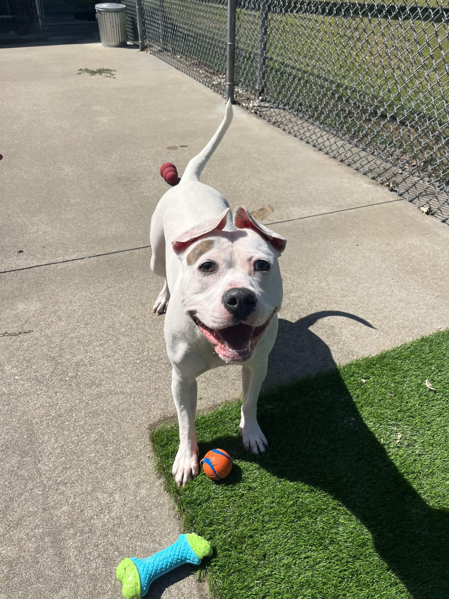 #156 Queenie, a Adoptable mixed breed in Pawtucket, RI image 2/2