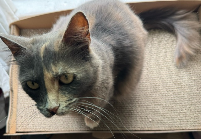 Enlarge Indy, a Adoptable Domestic Medium Hair in Los Angeles, CA image 5/5