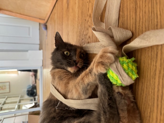 Enlarge Indy, a Adoptable Domestic Medium Hair in Los Angeles, CA image 2/5