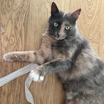 Indy, Adoptable, Adult Female Domestic Medium Hair.