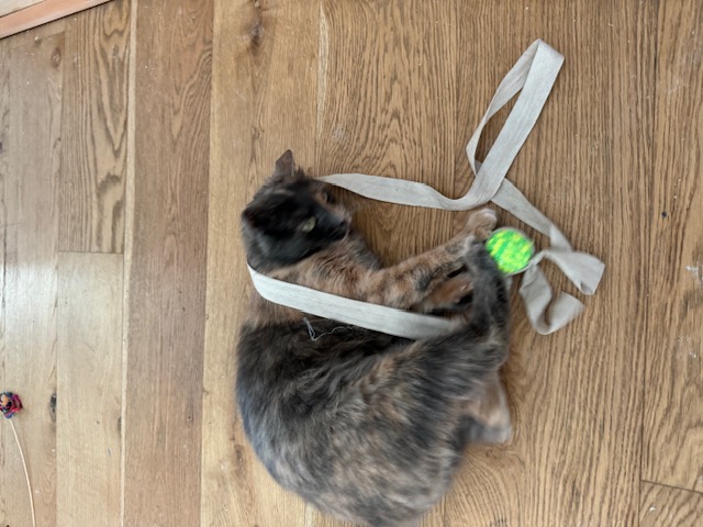 Enlarge Indy, a Adoptable Domestic Medium Hair in Los Angeles, CA image 3/5