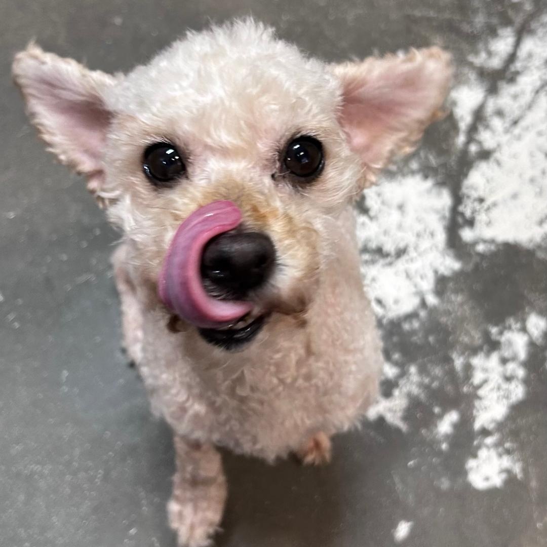 Vevina, adopted, Adult Female Miniature Poodle.
