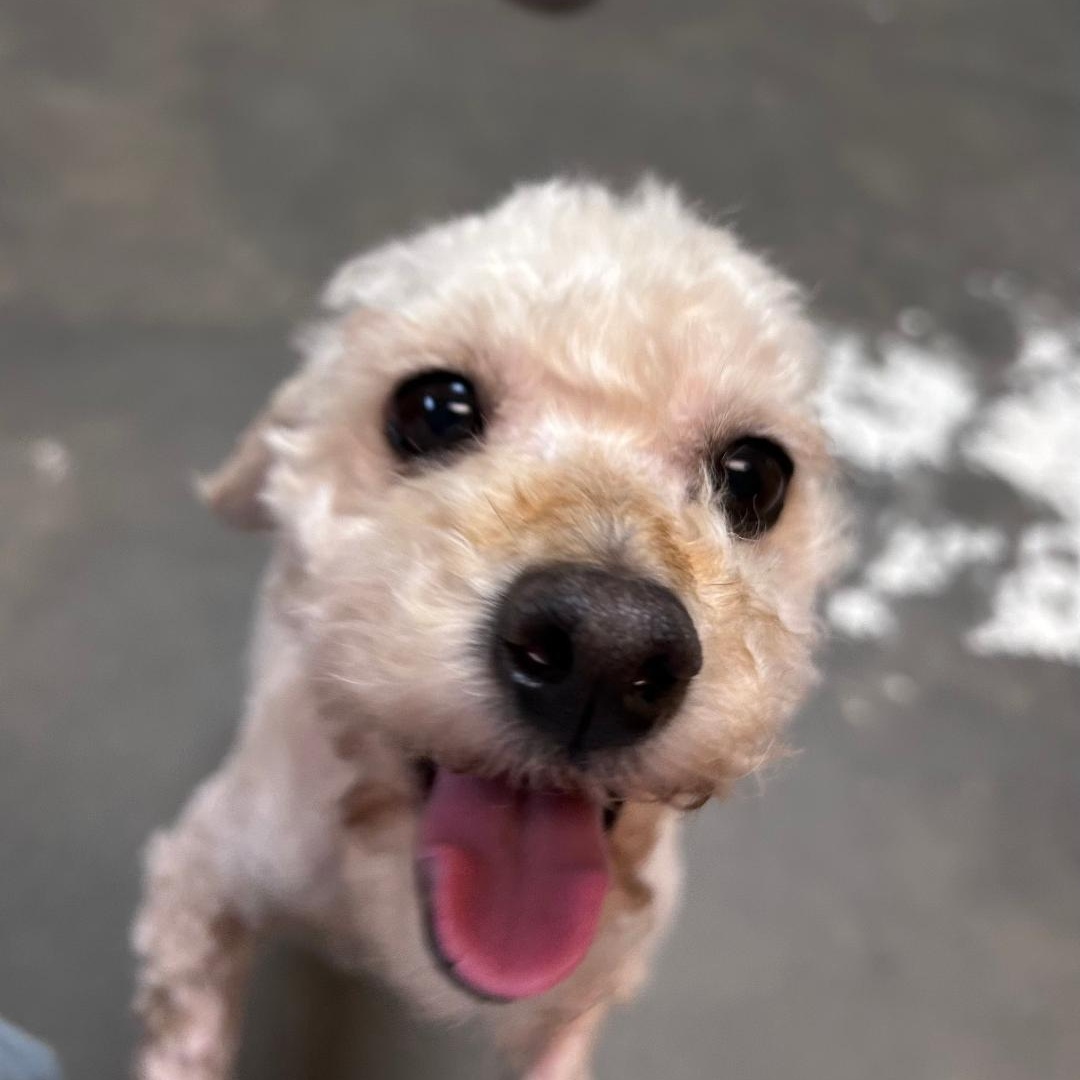 Vevina, an adopted Miniature Poodle in Bryson City, NC image 2/2