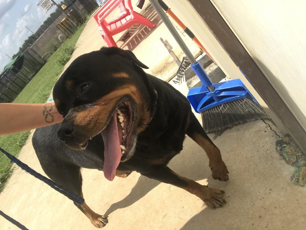 Enlarge Rosie, a Adopted Rottweiler in Crystal Springs, MS image 1/3