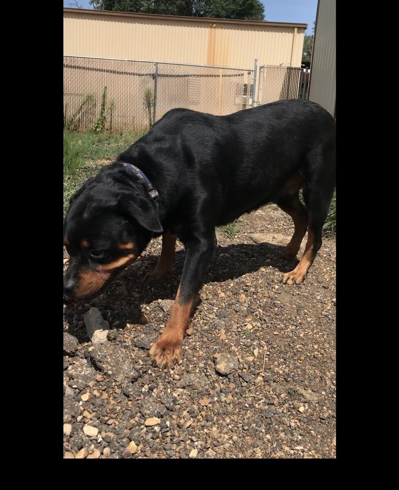 Enlarge Rosie, a Adopted Rottweiler in Crystal Springs, MS image 2/3