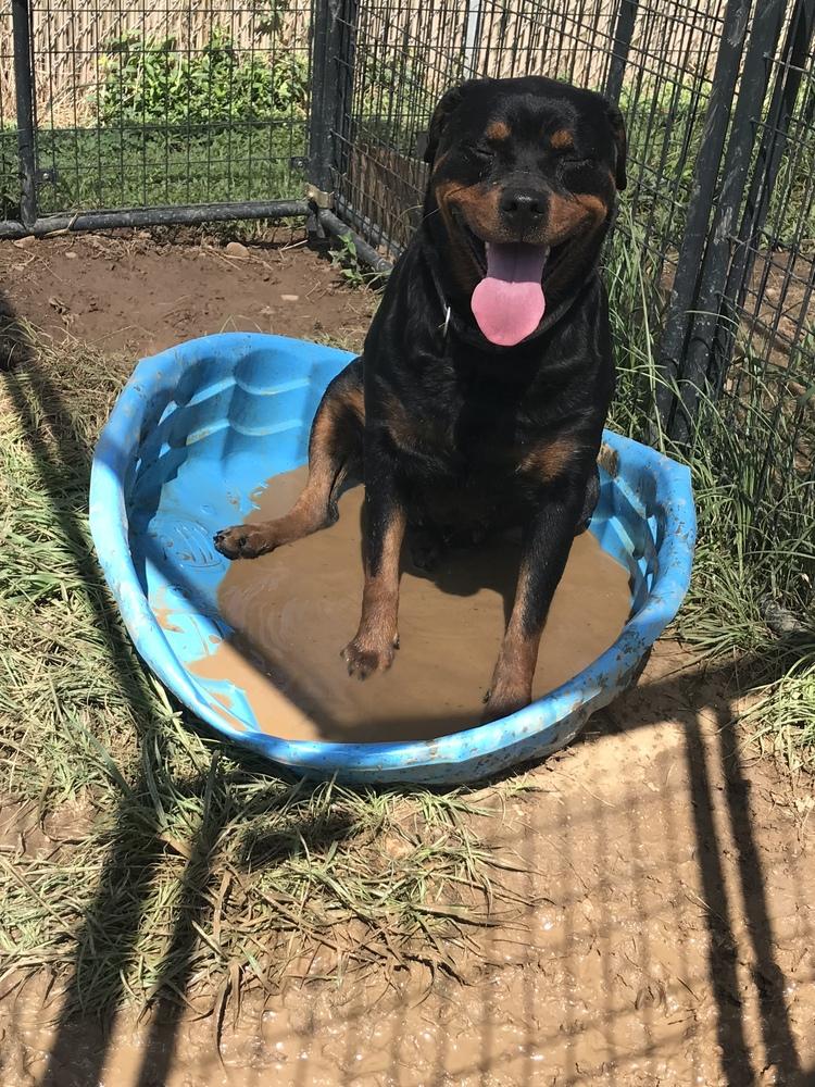 Rosie, Adopted, Adult Female Rottweiler.