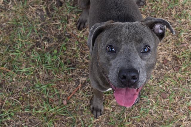 Enlarge PARKER, a Adoptable Pit Bull Terrier in Panama City, FL image 1/1
