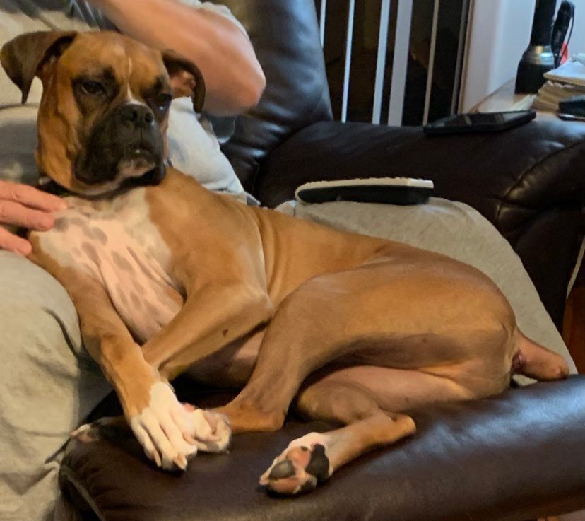 Cornbread-Long Term Foster Care, Adopted, Adult Male Boxer.