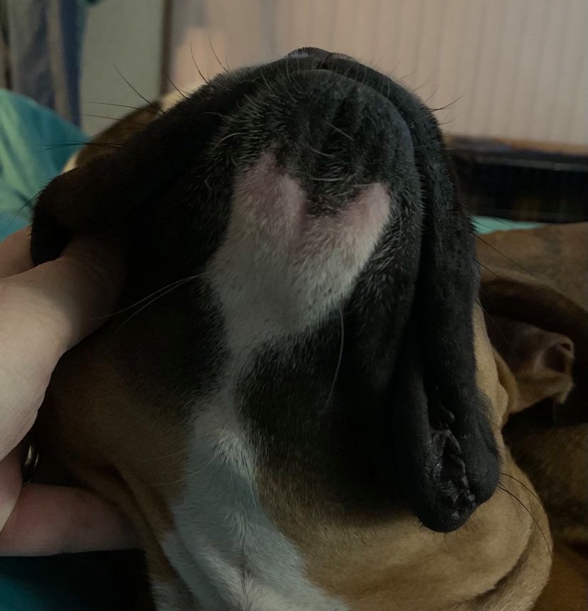 Enlarge Cornbread-Long Term Foster Care, a Adopted Boxer in Texarkana, TX image 3/8