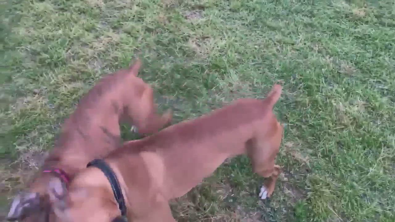 Enlarge Cornbread-Long Term Foster Care, a Adopted Boxer in Texarkana, TX video 8/8