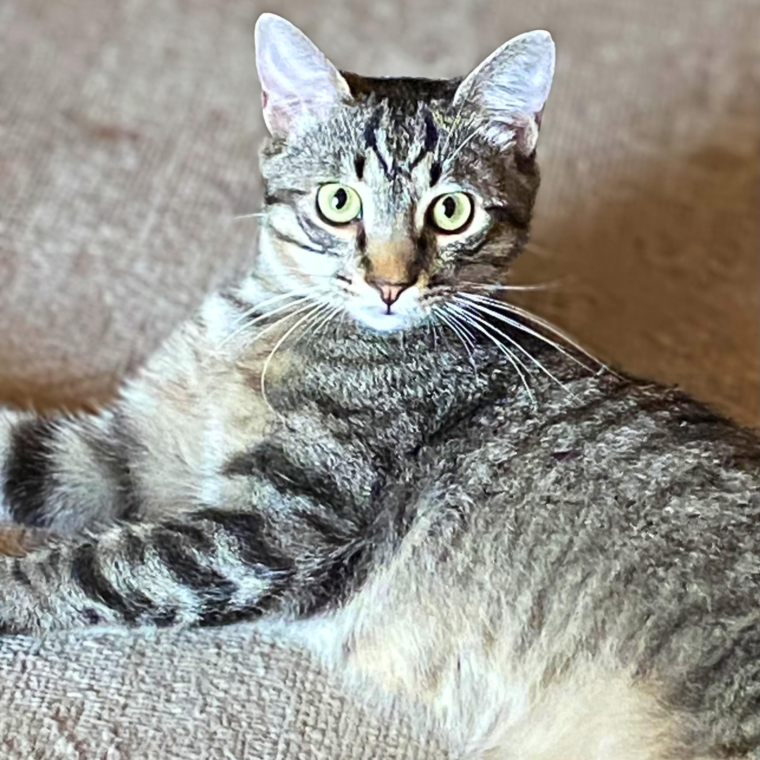 Enlarge Teddy, a Adoptable Domestic Short Hair in Lemoyne, PA image 3/6