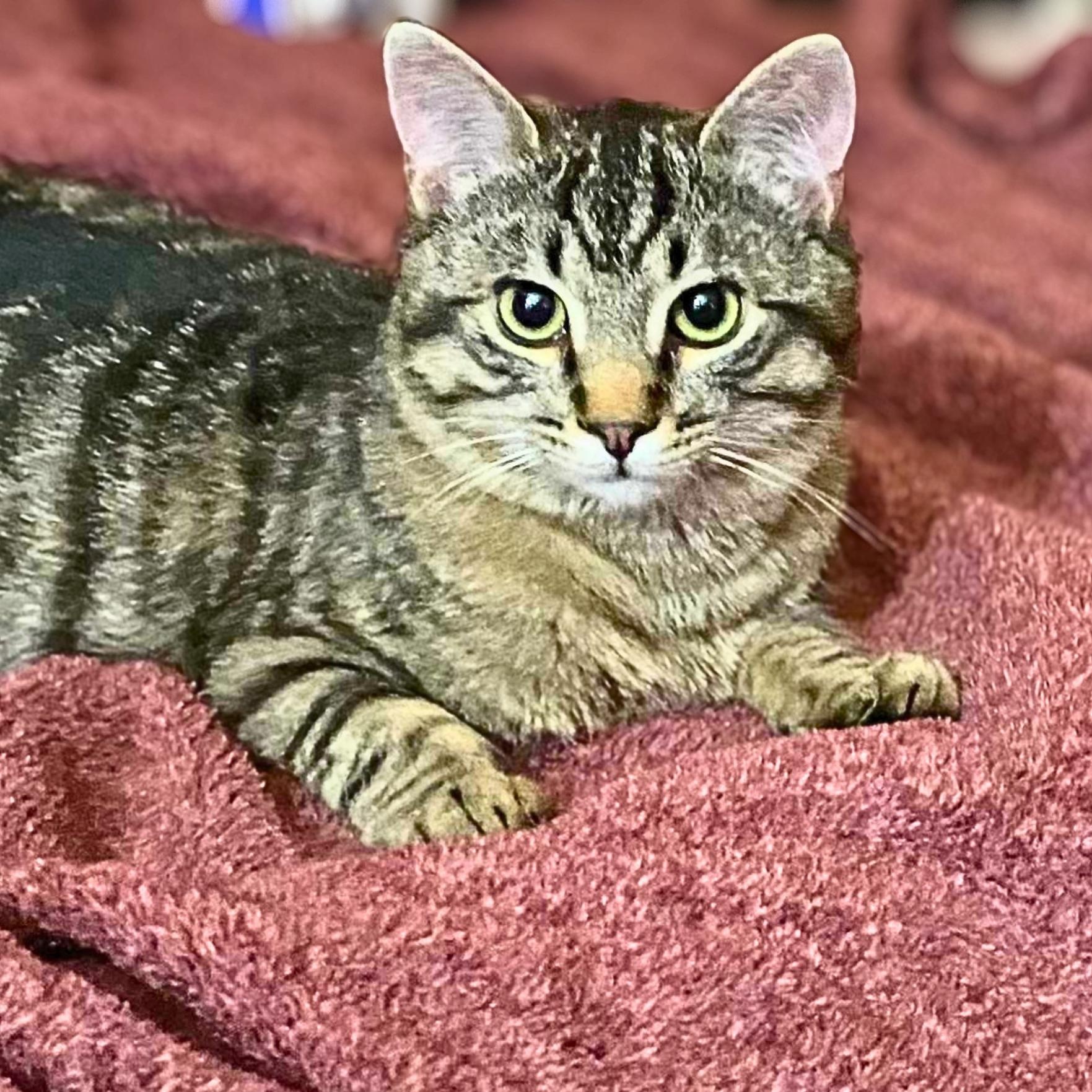 Enlarge Teddy, a Adoptable Domestic Short Hair in Lemoyne, PA image 6/6
