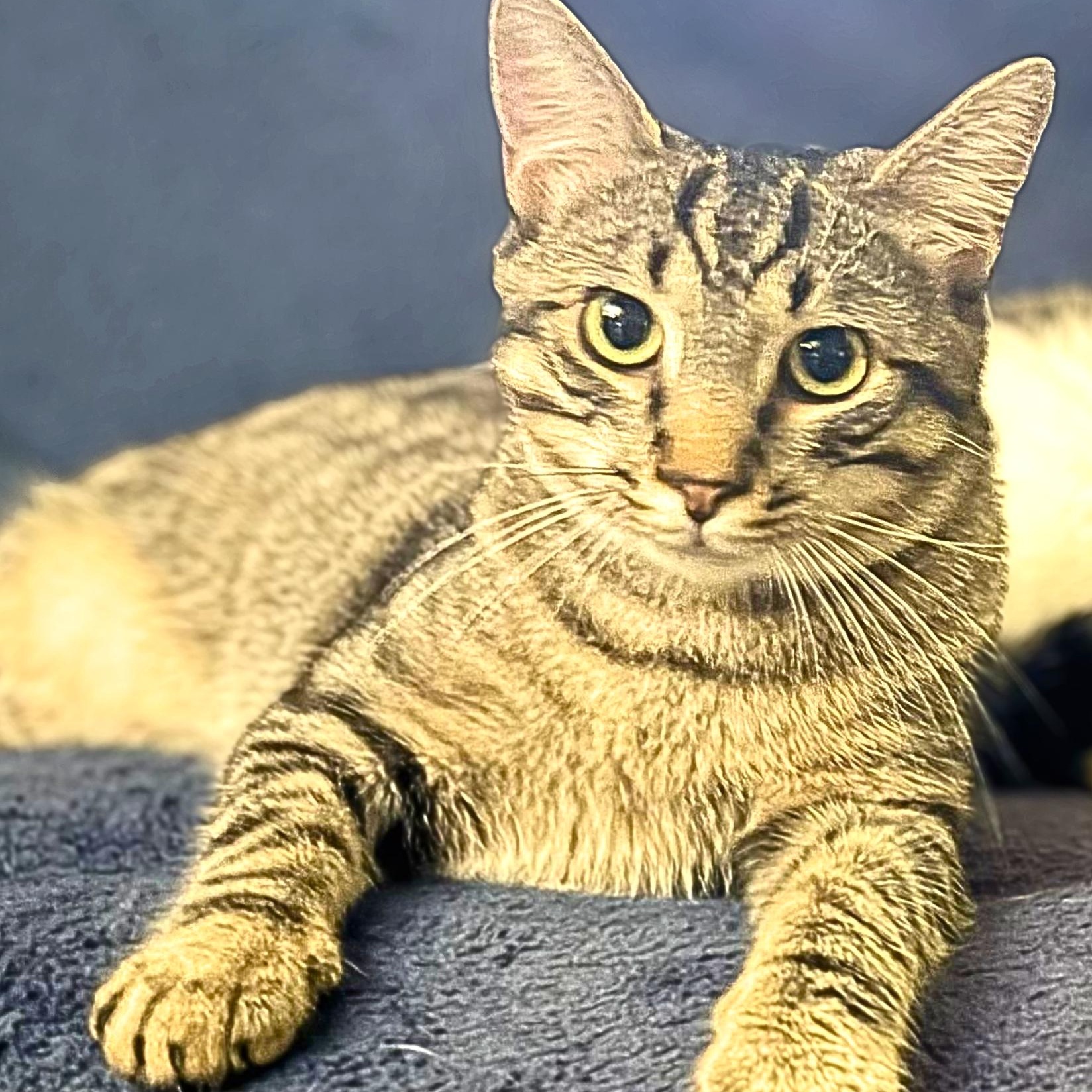 Enlarge Teddy, a Adoptable Domestic Short Hair in Lemoyne, PA image 1/6