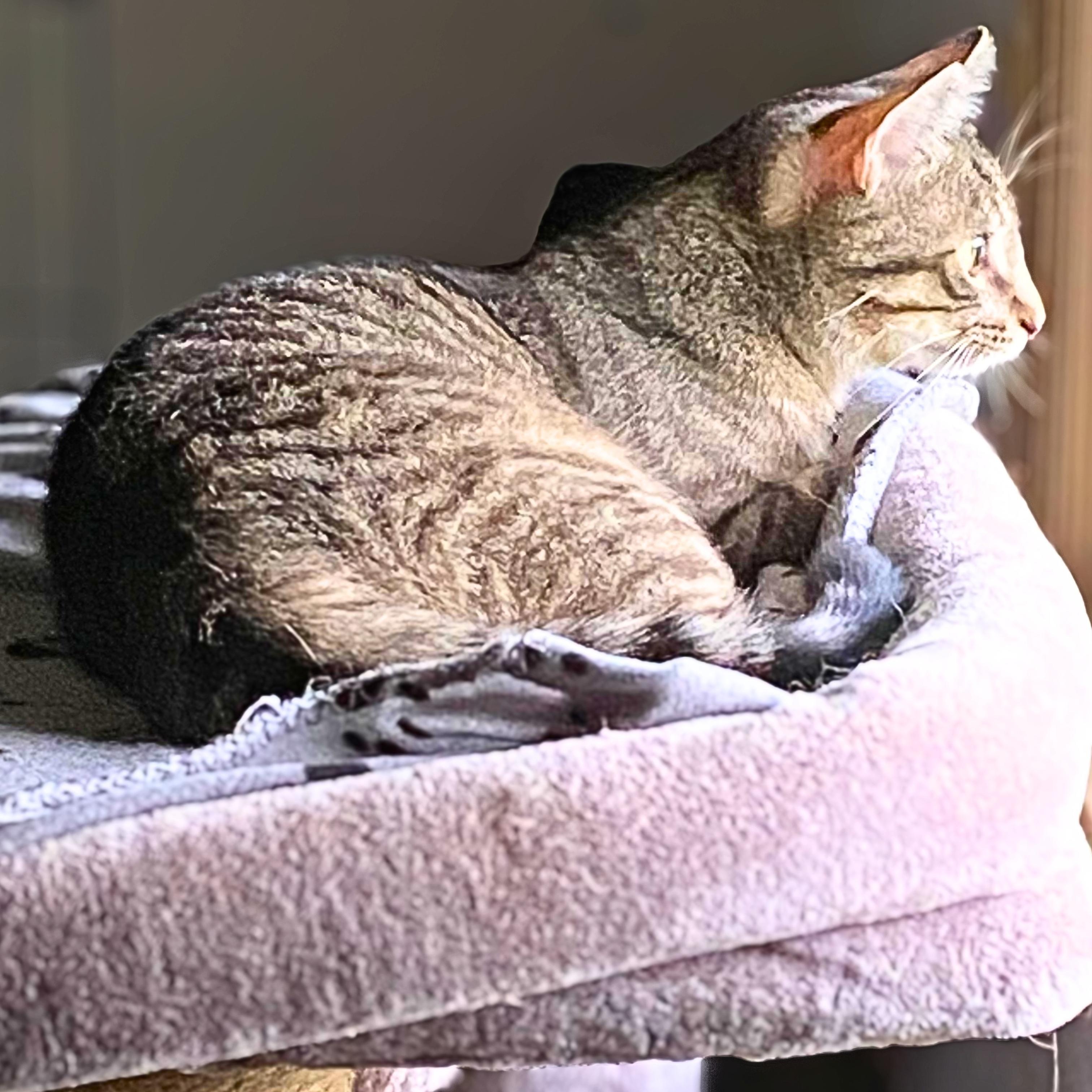 Enlarge Teddy, a Adoptable Domestic Short Hair in Lemoyne, PA image 5/6