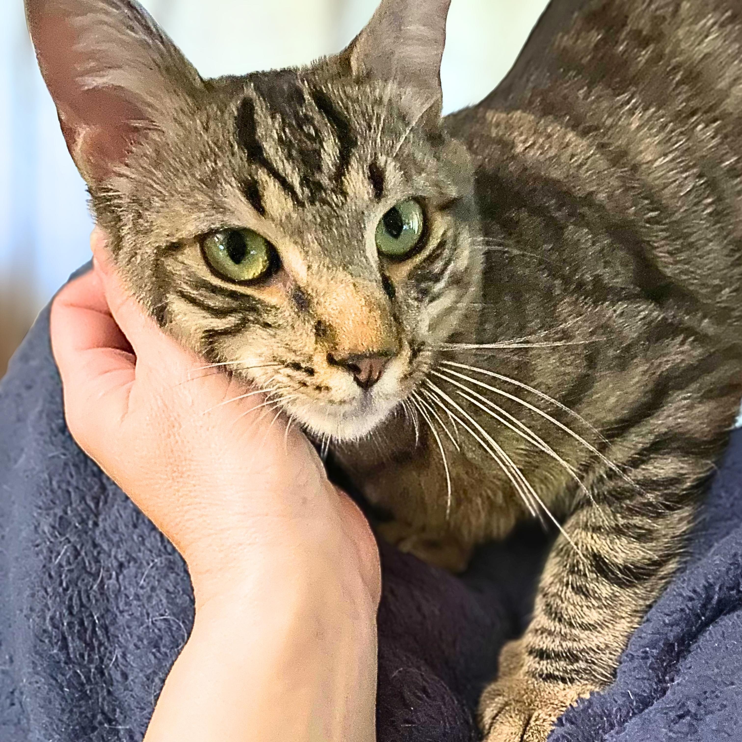 Enlarge Teddy, a Adoptable Domestic Short Hair in Lemoyne, PA image 4/6