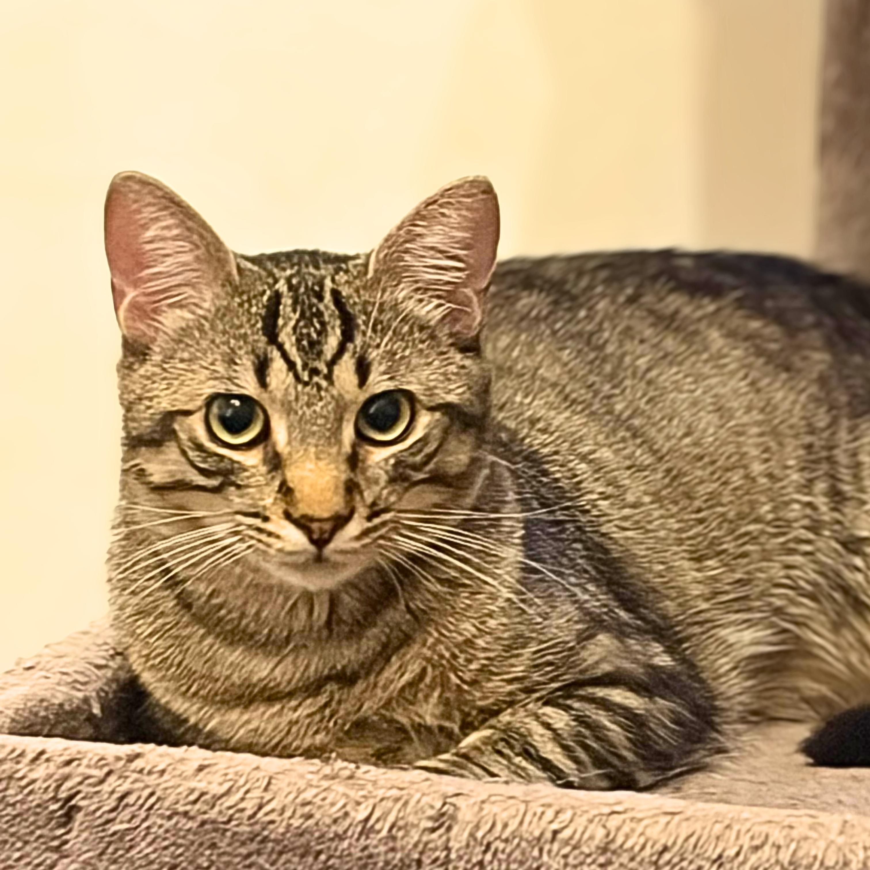 Enlarge Teddy, a Adoptable Domestic Short Hair in Lemoyne, PA image 2/6