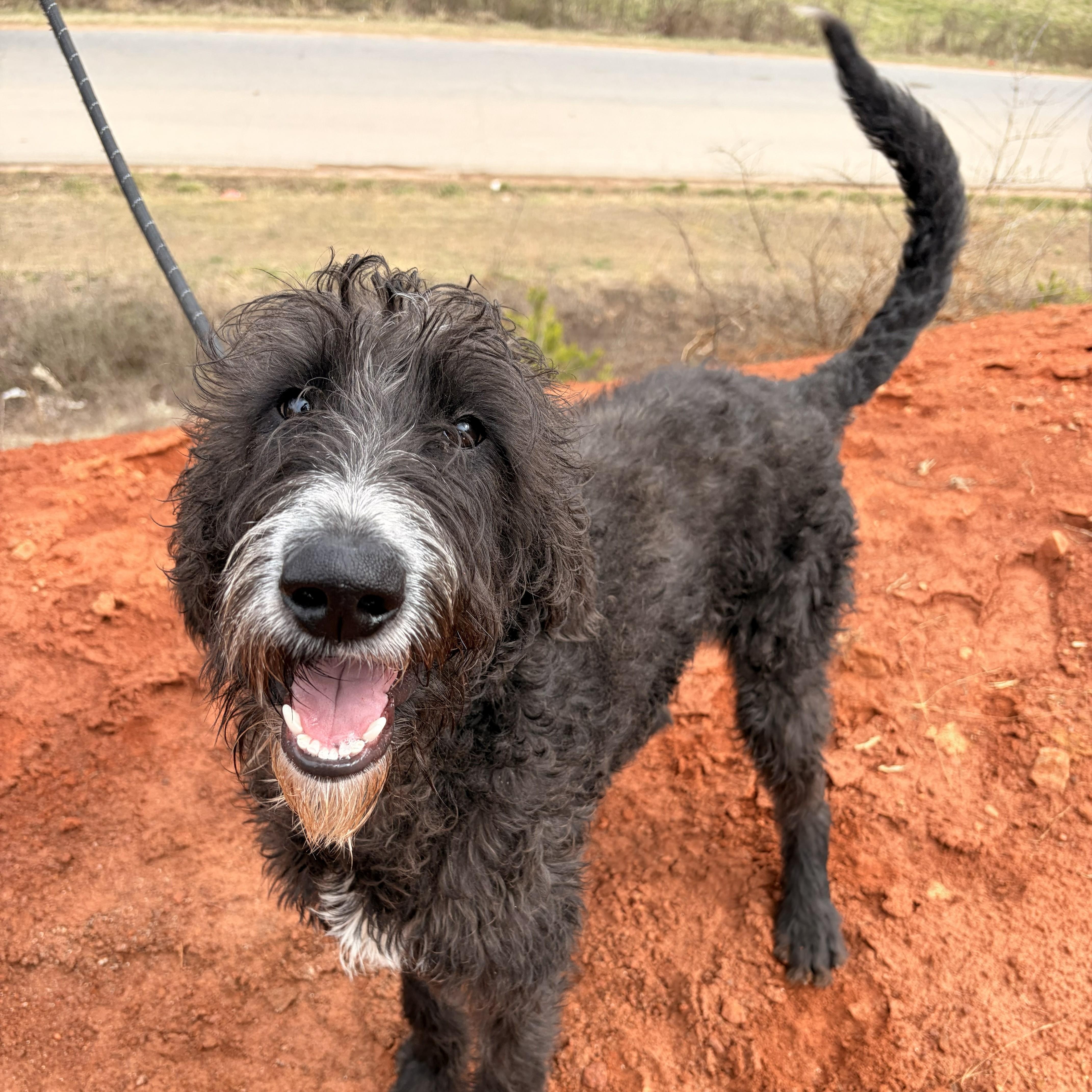 Fig, ADOPTABLE, Young Male Labradoodle.