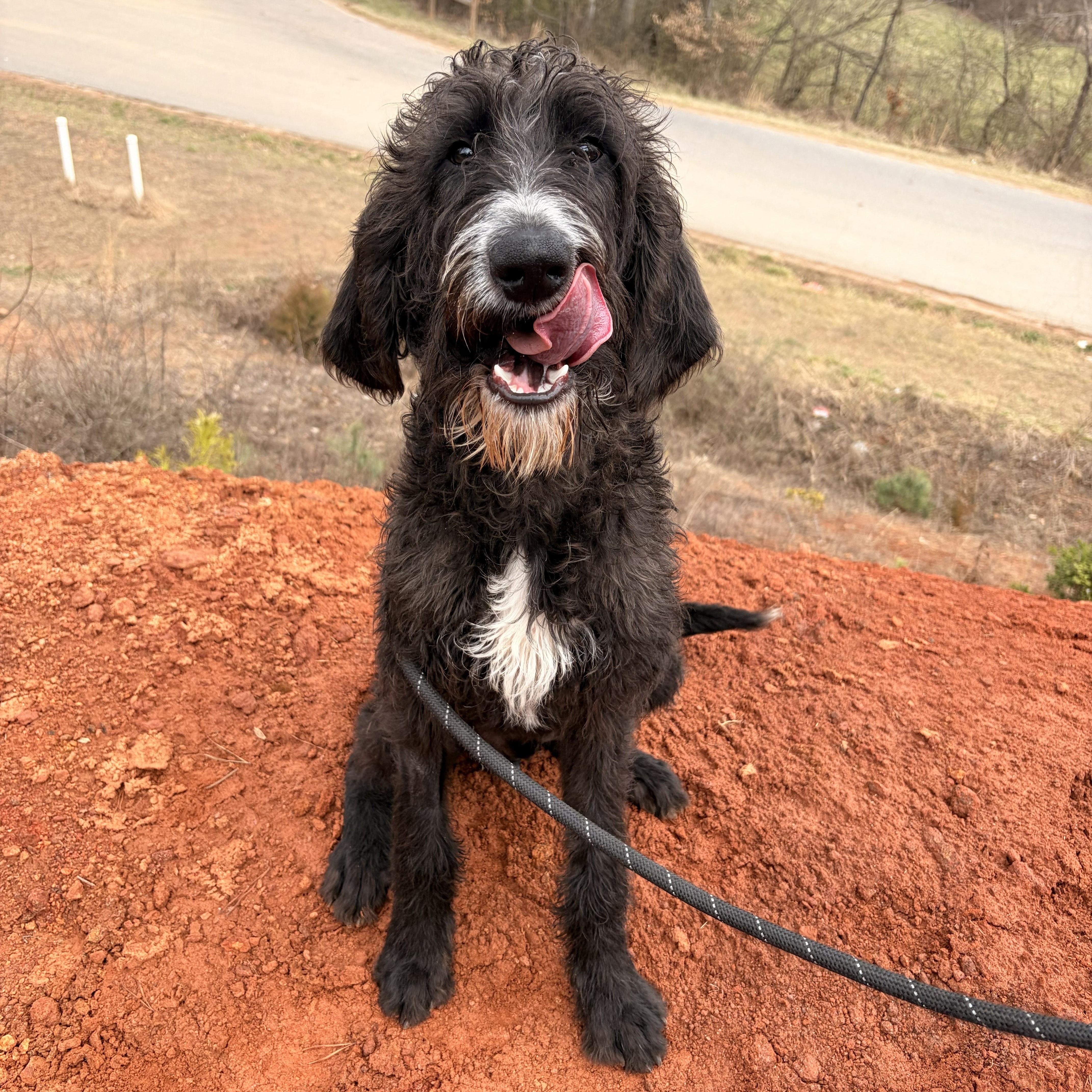 Enlarge Fig, a ADOPTABLE mixed breed in Franklin, NC image 2/4