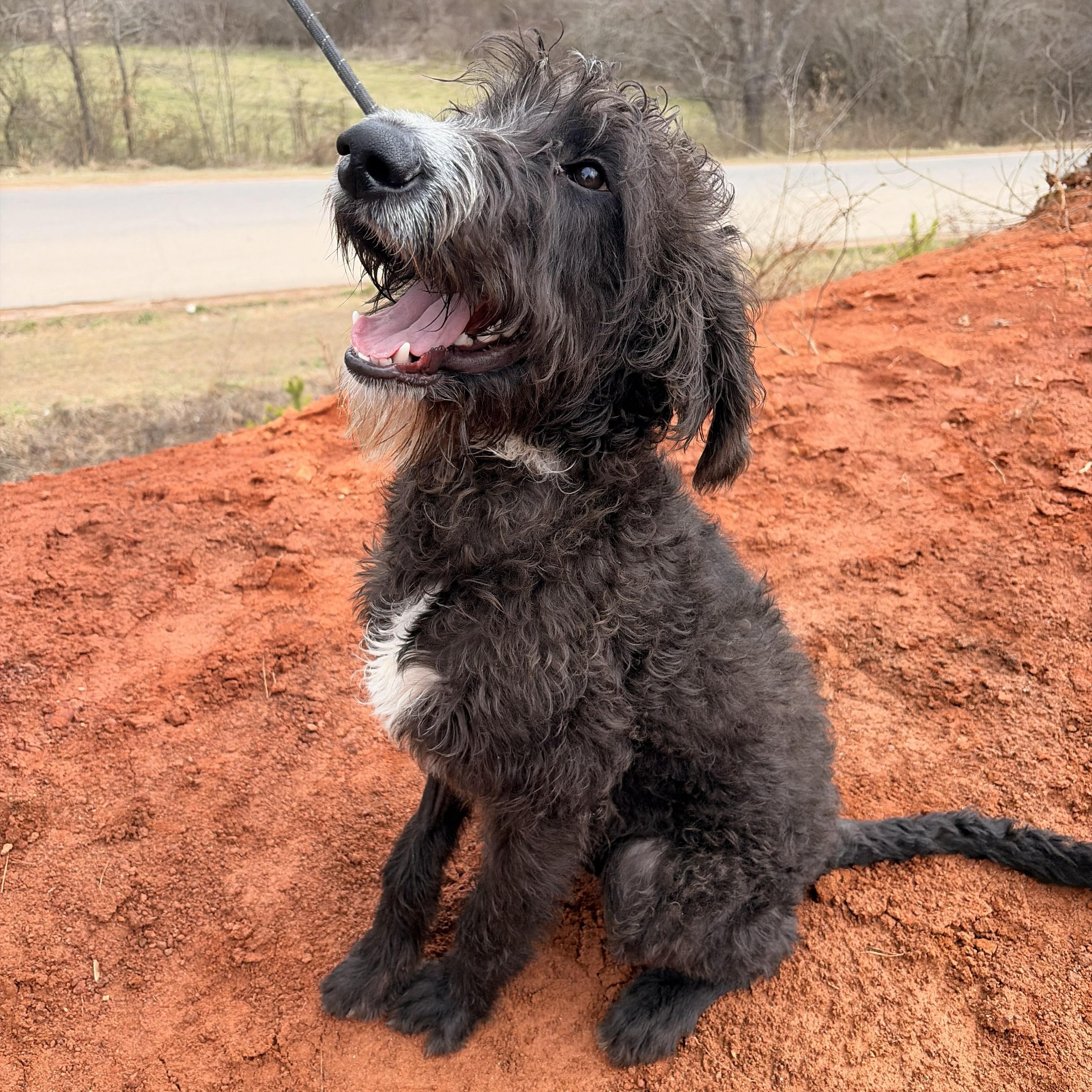 Enlarge Fig, a ADOPTABLE mixed breed in Franklin, NC image 3/4