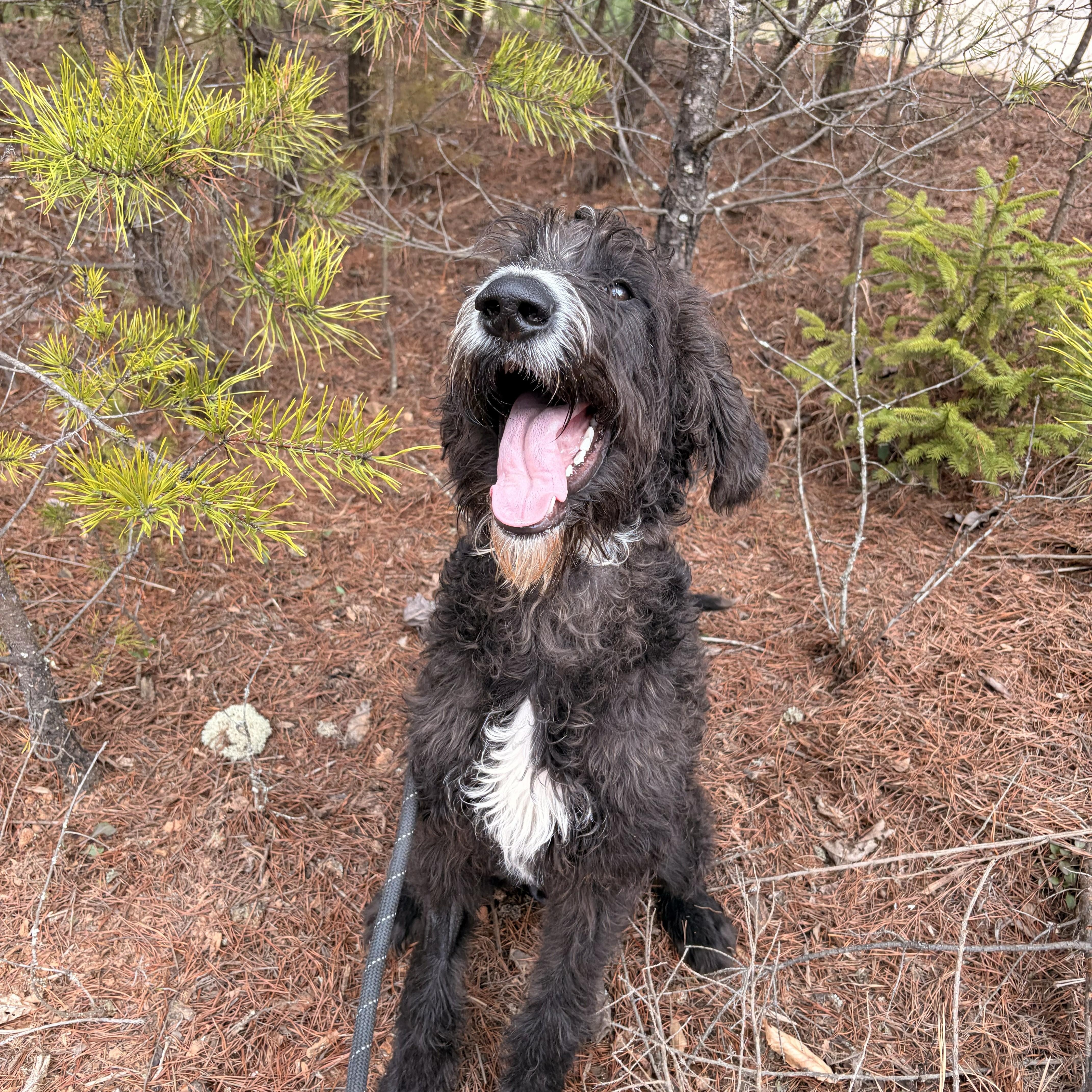 Enlarge Fig, a ADOPTABLE mixed breed in Franklin, NC image 4/4