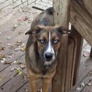 Enlarge Luna, a Adoptable mixed breed in Barrington Hills, IL image 1/3