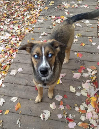 Enlarge Luna, a Adoptable mixed breed in Barrington Hills, IL image 2/3