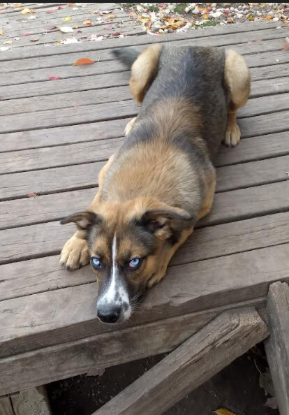 Enlarge Luna, a Adoptable mixed breed in Barrington Hills, IL image 3/3