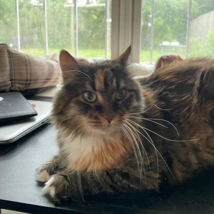 Sugar (bonded with Spice), adopted, Adult Female Domestic Medium Hair.