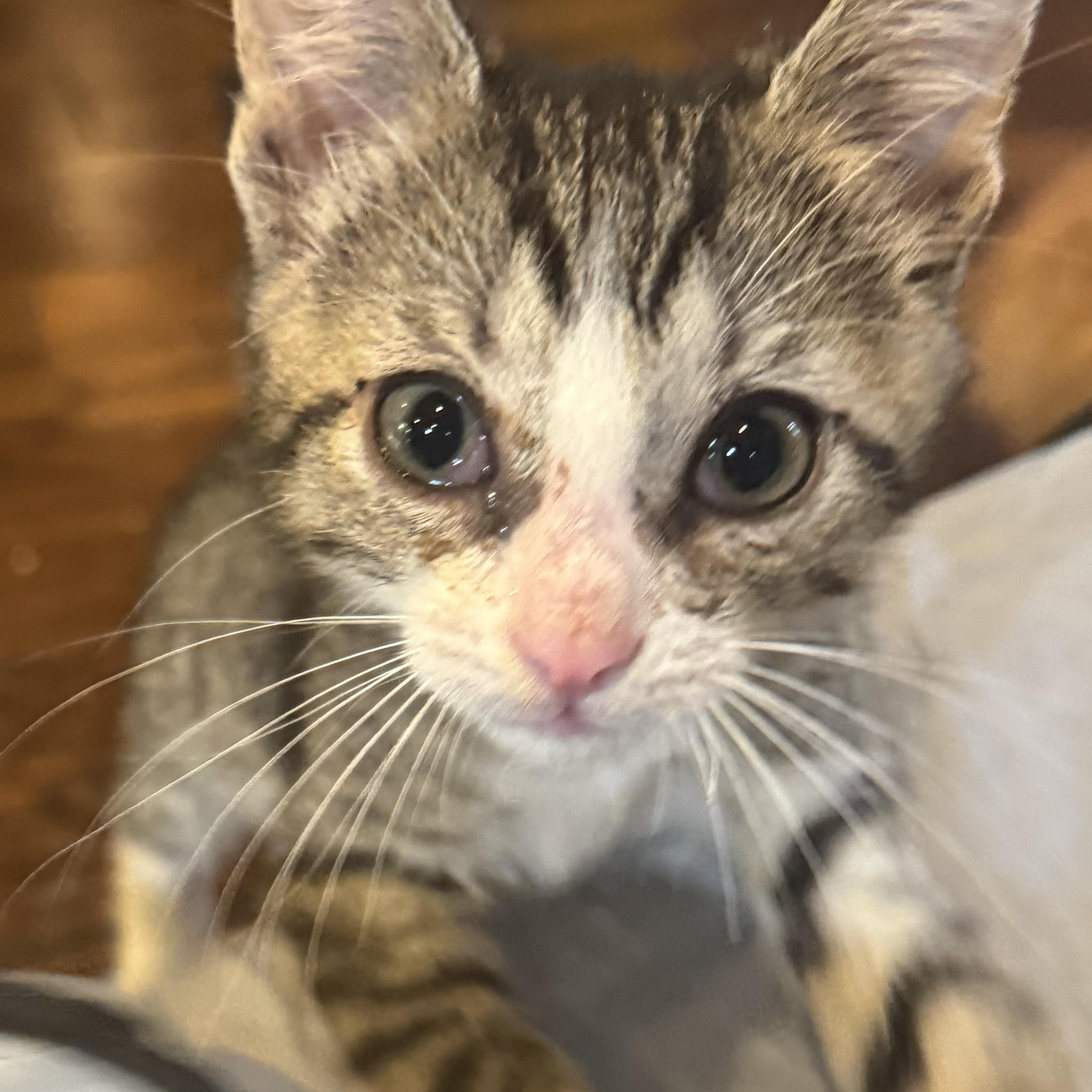 Enlarge Scribble, a ADOPTABLE Tabby in Pasco, WA image 2/4