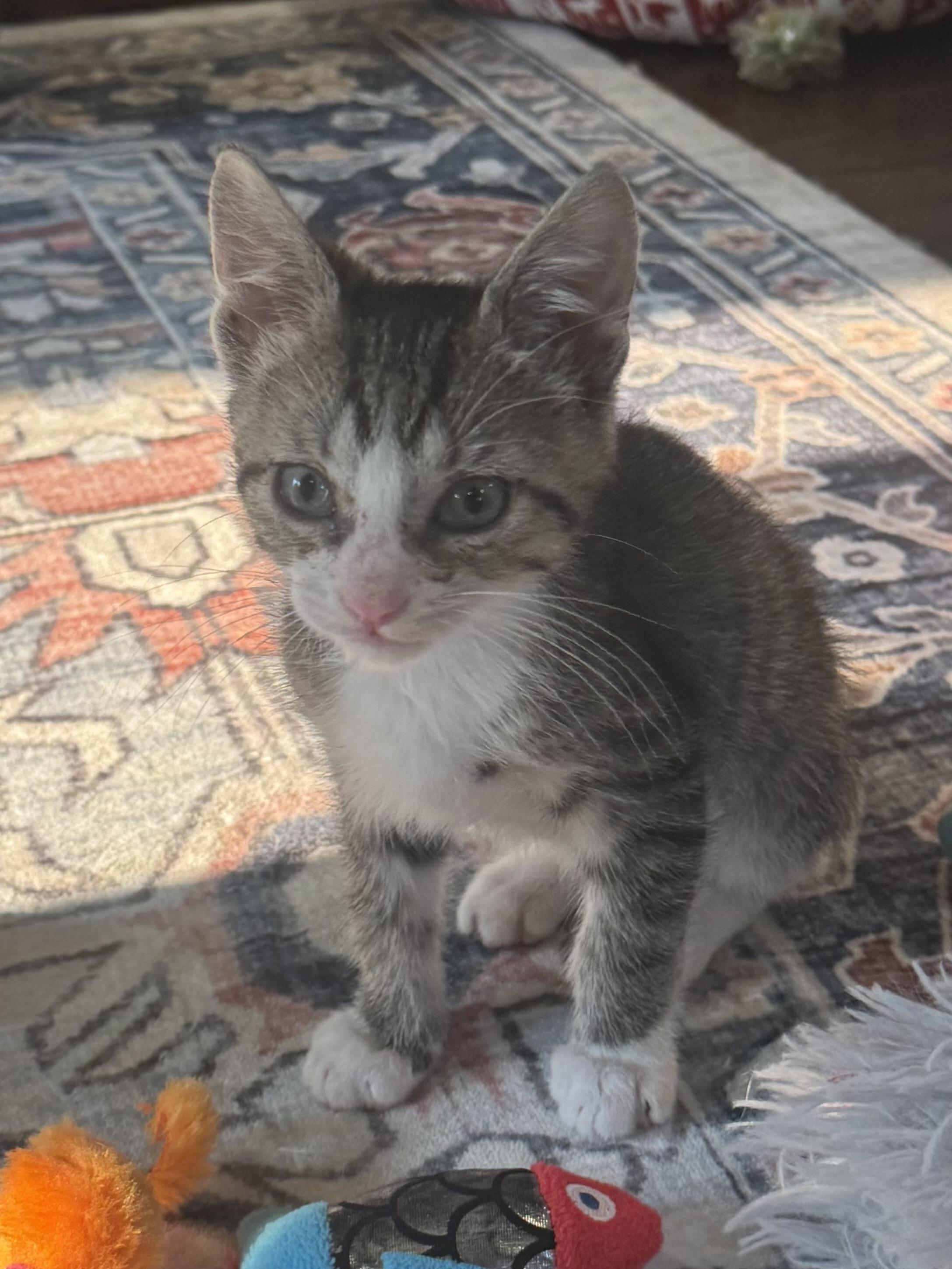 Enlarge Scribble, a ADOPTABLE Tabby in Pasco, WA image 4/4