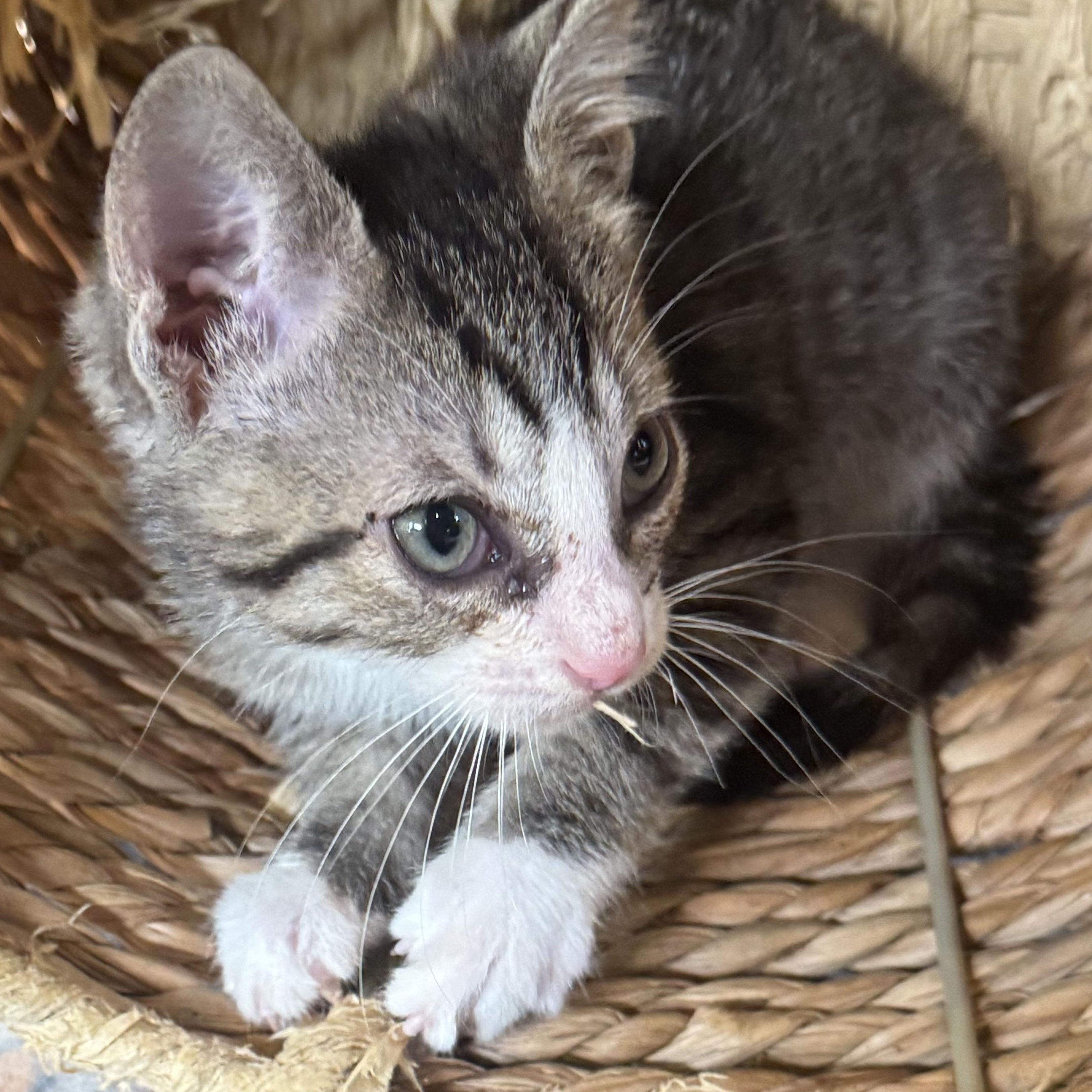 Enlarge Scribble, a ADOPTABLE Tabby in Pasco, WA image 3/4