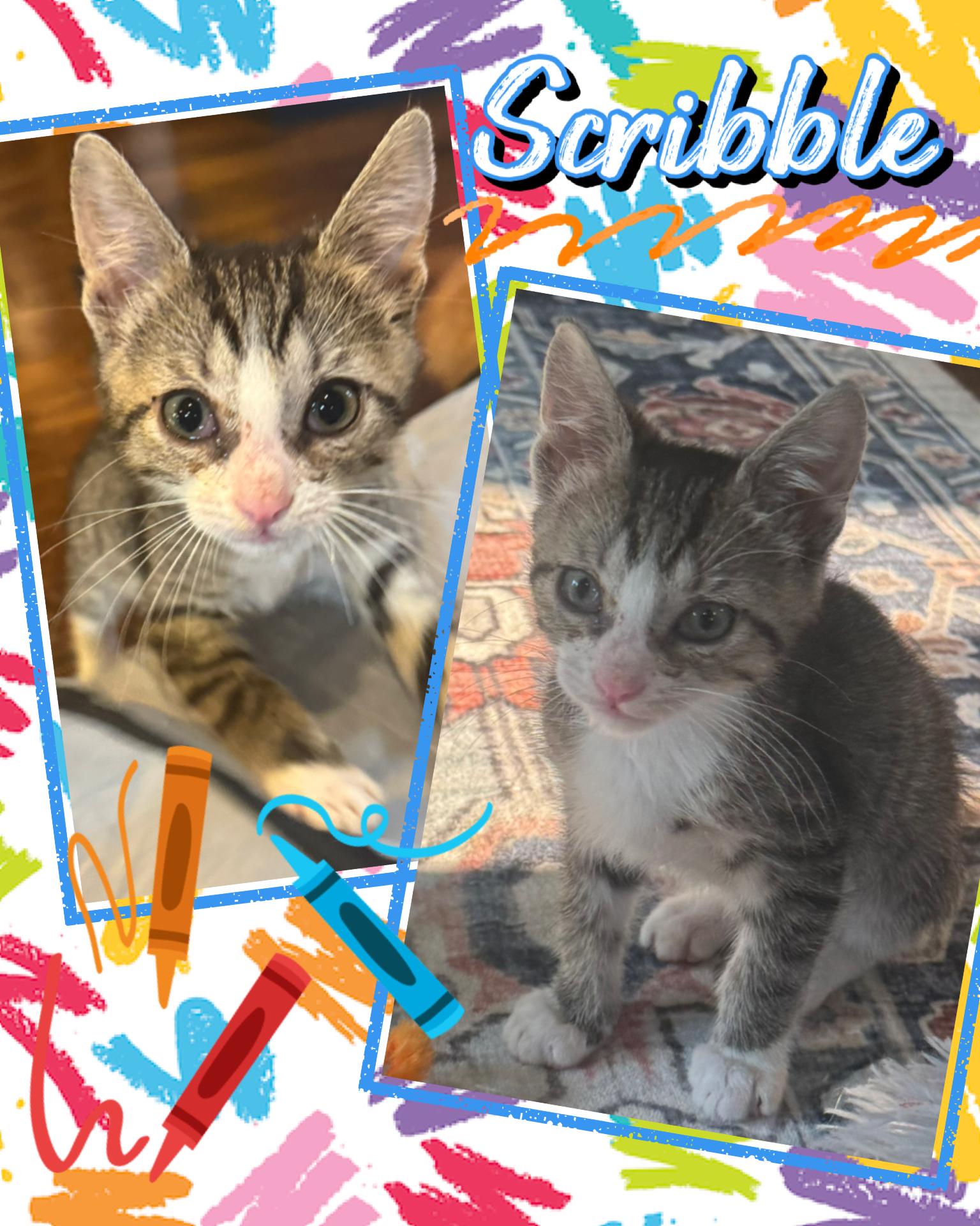 Enlarge Scribble, a ADOPTABLE Tabby in Pasco, WA image 1/4