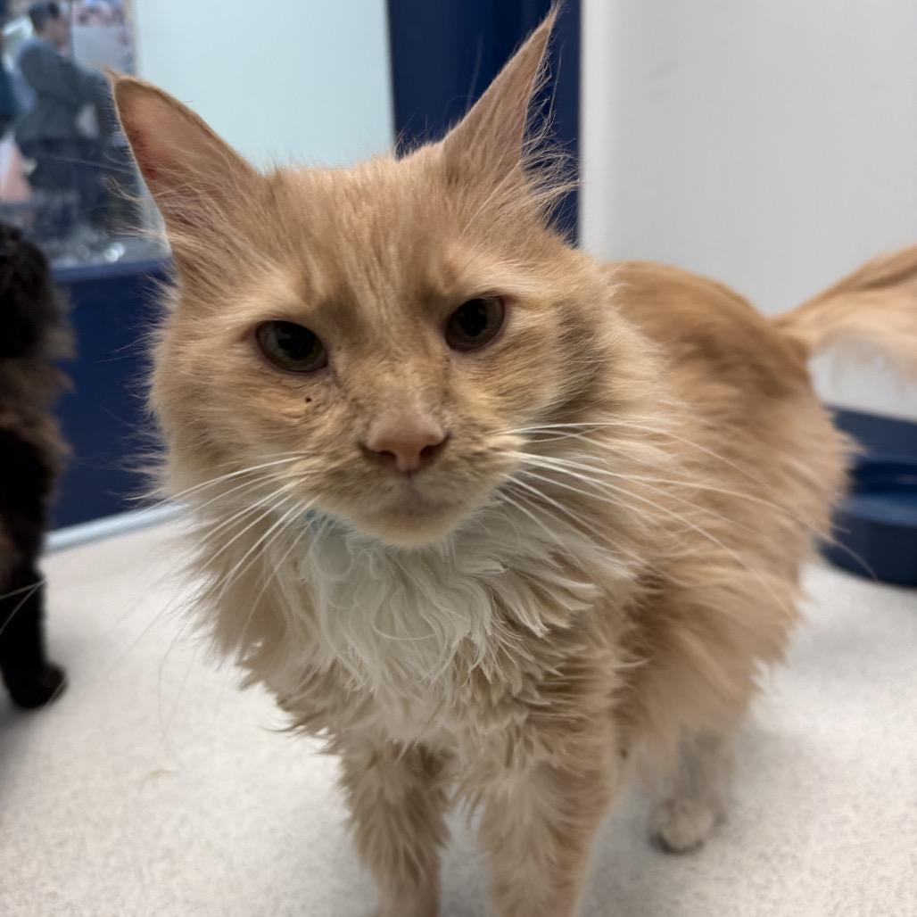 Chester, Adoptable, Senior Male Domestic Long Hair.