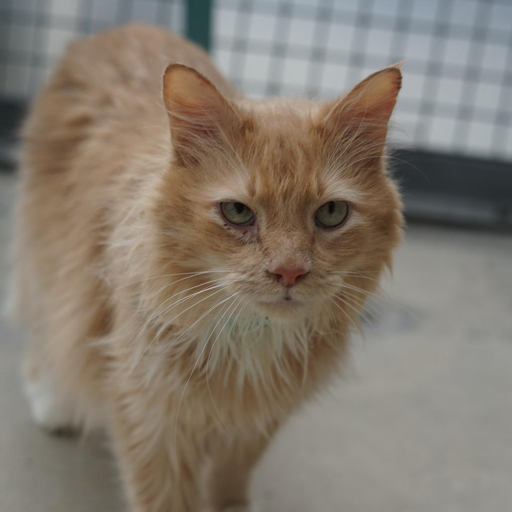 Chester, a Adoptable Domestic Long Hair in Evansville, IN image 2/3
