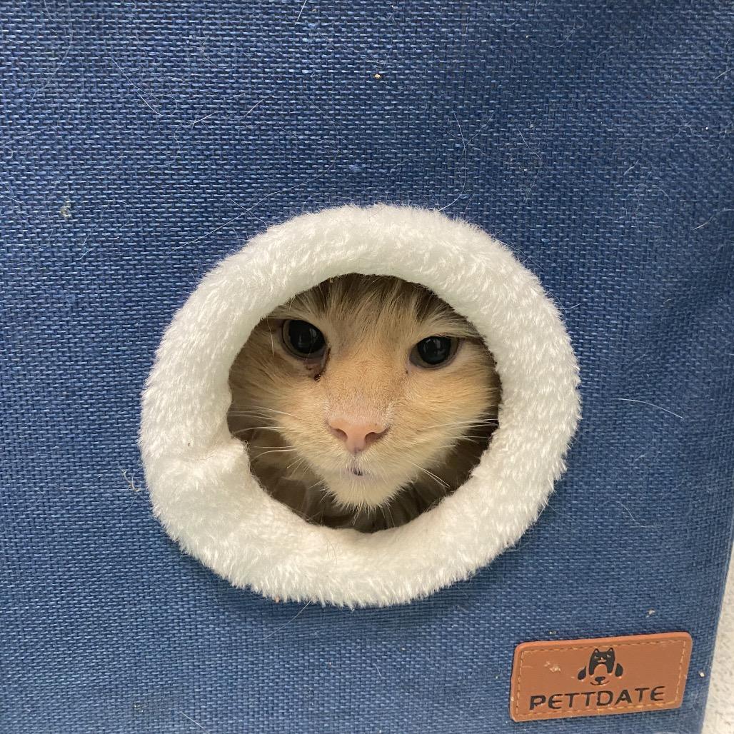 Chester, a Adoptable Domestic Long Hair in Evansville, IN image 3/3