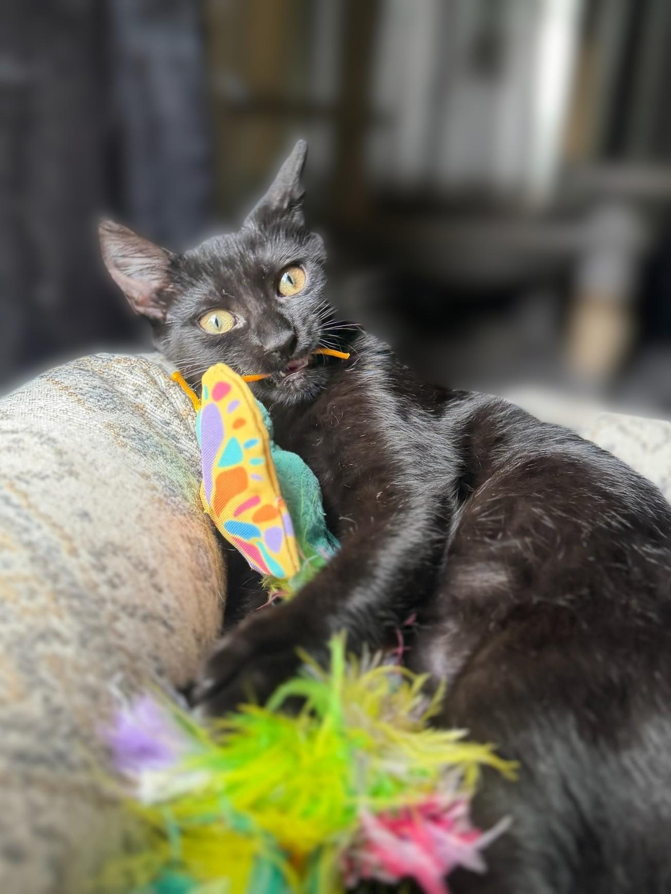 Enlarge Spoon, a Adoptable Domestic Short Hair in Mt Pleasant, SC image 2/6