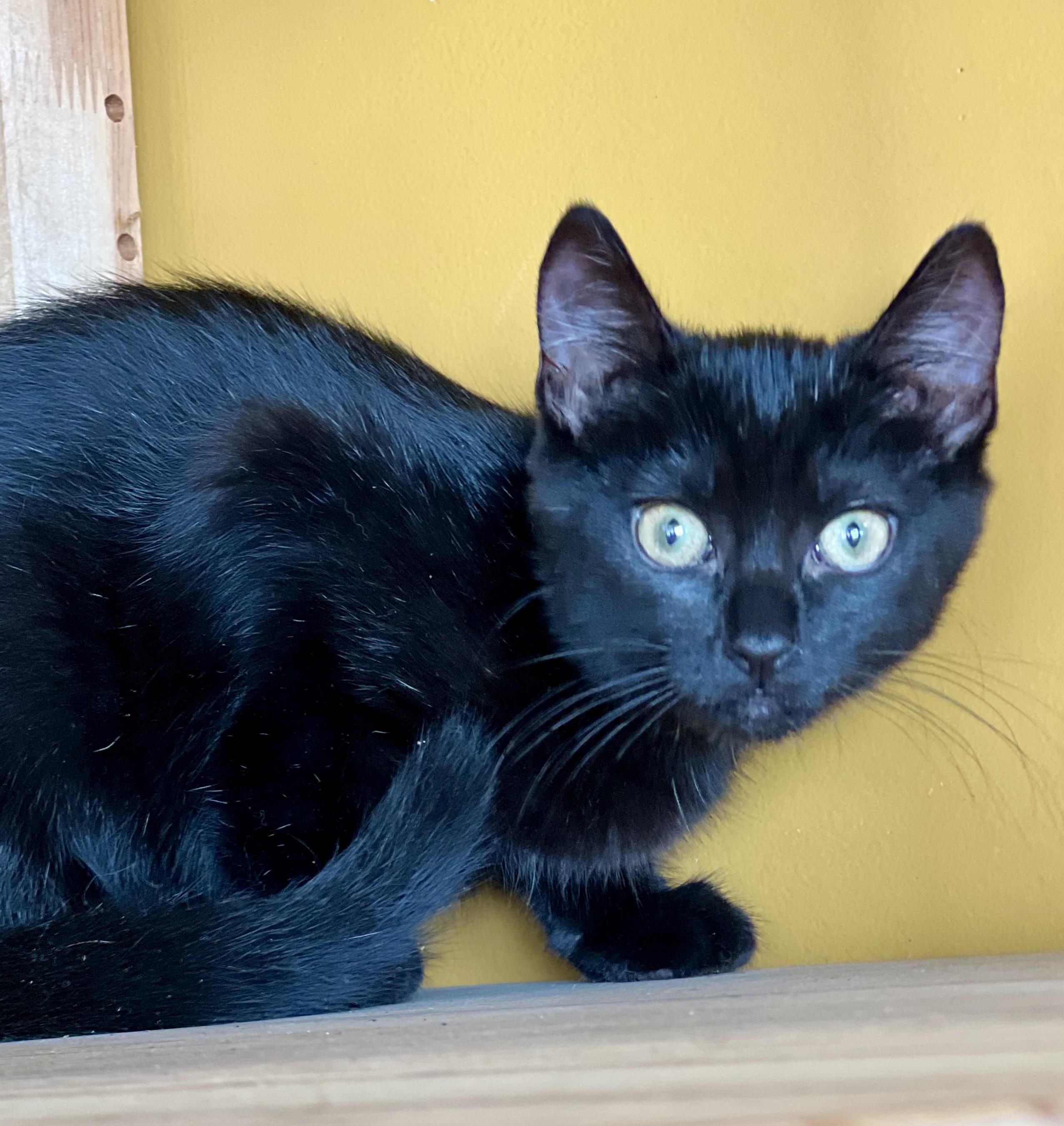 Spoon, a Adoptable Domestic Short Hair in Mt Pleasant, SC image 2/6