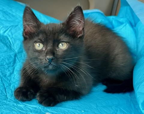 Enlarge Spoon, a Adoptable Domestic Short Hair in Mt Pleasant, SC image 2/6