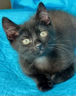 Spoon, Adoptable, Kitten Female Domestic Short Hair.